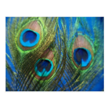 Plumes bleues de paon carte postale
