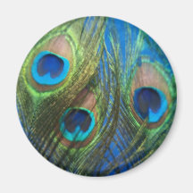 Plumes bleues de paon magnets