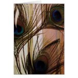 Plumes de paon carte