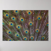 Plumes de paon posters