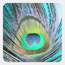 Plumes de paon sur la turquoise autocollants