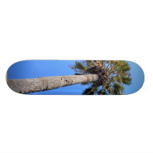 Plus palmier plateaux de planche à roulettes