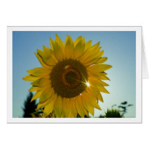 plus sunflower cartes de vœux