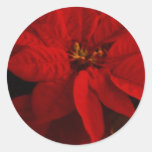 Poinsetta Adhésifs Ronds