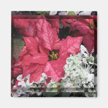 Poinsettia Aimant
