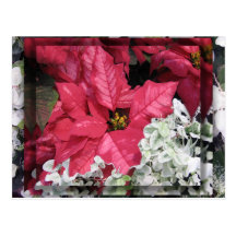 Poinsettia Carte Postale