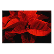 Poinsettia Impression Photo