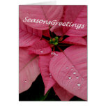 Poinsettia ornée de bijoux 2 cartes
