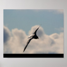 Point culminant de mouette posters