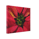 Pointsettia rouge toile tendue
