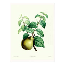 Poire Carte Postale