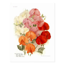 Pois doux cartes postales
