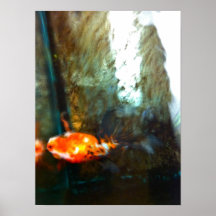 poisson rouge artistique de calicot de dessus-vue poster
