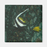 Poissons Aimant