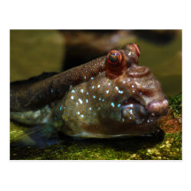 Poissons amphibies Oxudercinae de Mudskipper Cartes Postales