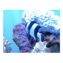 Poissons cartes postales