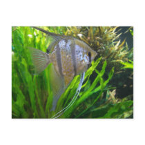 Poissons d'ange cartes postales