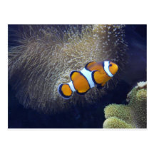 poissons de clown, 2 carte postale