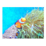Poissons de clown carte postale