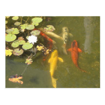 Poissons de Koi Carte Postale