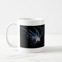 Poissons de tasse de café
