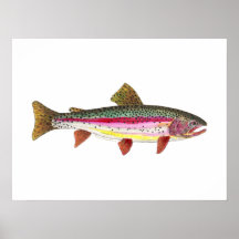 Poissons de truite arc-en-ciel poster