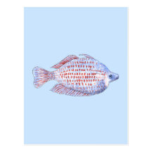 Poissons. Ligne rouge Rainbowfish. Carte Postale