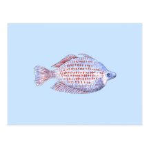 Poissons. Ligne rouge Rainbowfish. Cartes Postales