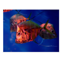 Poissons se baignant en néon carte postale