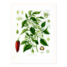 Poivron annuum (poivre de Cayenne) Cartes Postales