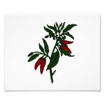 Poivrons de piment rouge sur le plante vert-foncé photographe