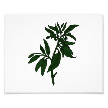 Poivrons de piment verts sur le plante vert-foncé photographes