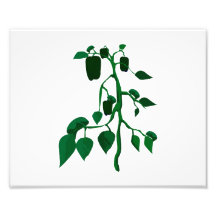 Poivrons verts sur le graphique de plante verte photo d’art