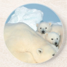 Polar bear cub 1 coasters