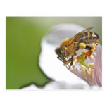 Pollen and bee cartes postales