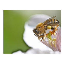 Pollen and bee carte postale