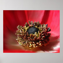 Pollen rôti affiches