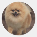 Pomeranian Autocollant