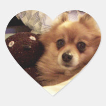 Pomeranian avec l'autocollant d'ours de nounours
