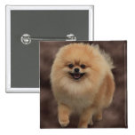 Pomeranian Badge Avec Épingle