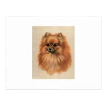 Pomeranian Cartes Postales