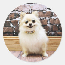 Pomeranian - collier de vanité d'Abby Autocollants