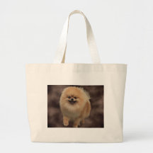 Pomeranian Sacs