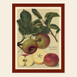 Pommes botaniques cartes postales