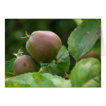 Pommes d'automne carte