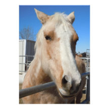 Poney blond d'or de palomino - amant de cheval faire-parts
