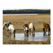 Poney sauvage carte postale