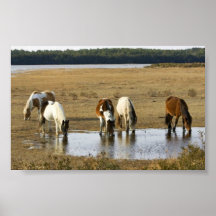 Poney sauvage poster