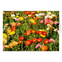 Poppys Carte