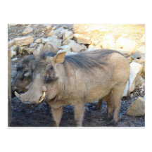 Porc de verrue carte postale